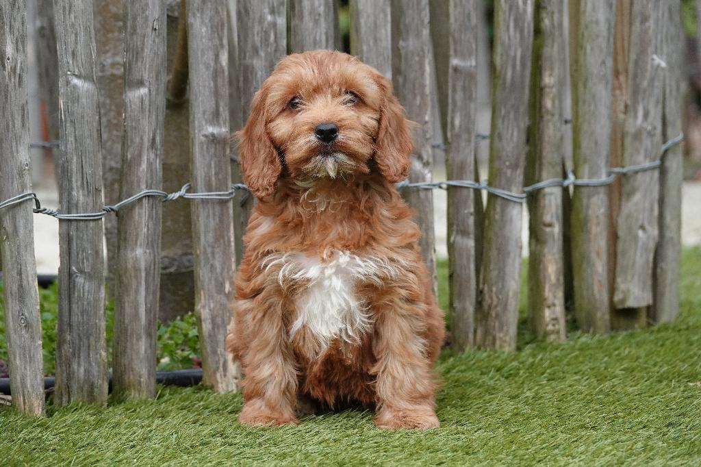 Prachtige Cockapoo pups, Parvo, België, 8 tot 15 weken, Meerdere
