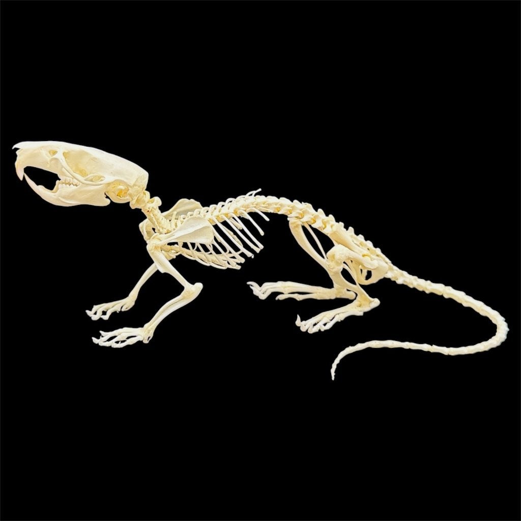 Jonge rat skelet, schedel, opgezette, Ophalen of Verzenden, Nieuw, Overige soorten, Overige typen