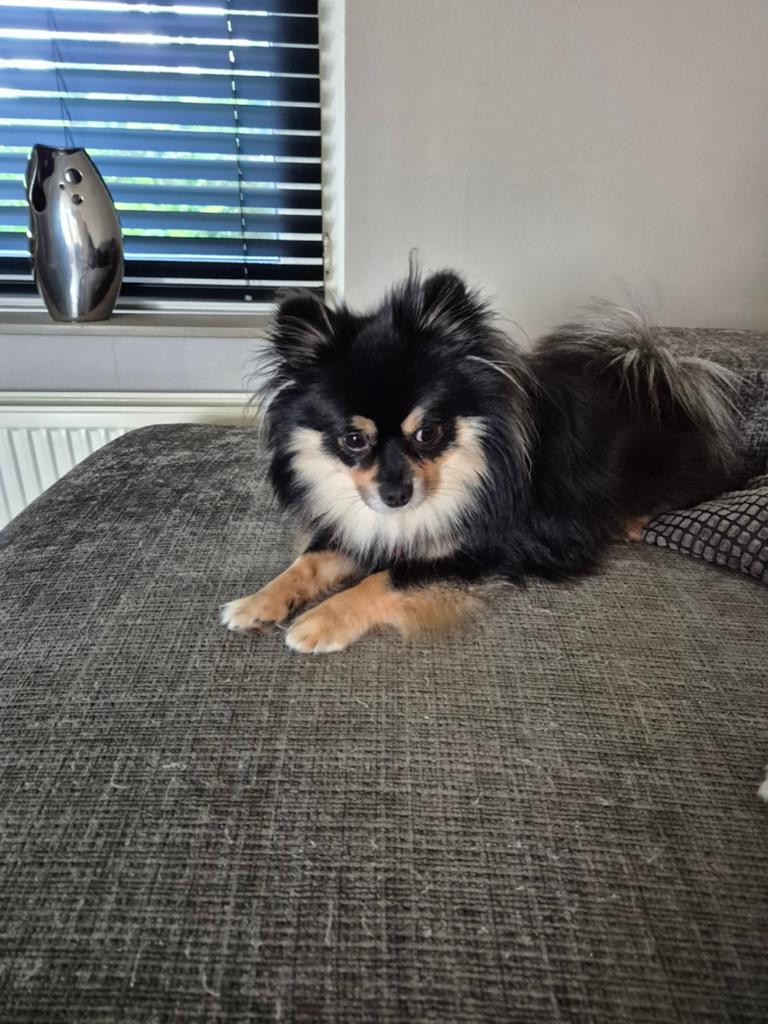 Ter overname Pom-chi reu van 2 jaar, Parvo, Reu, 1 tot 2 jaar, Eén hond