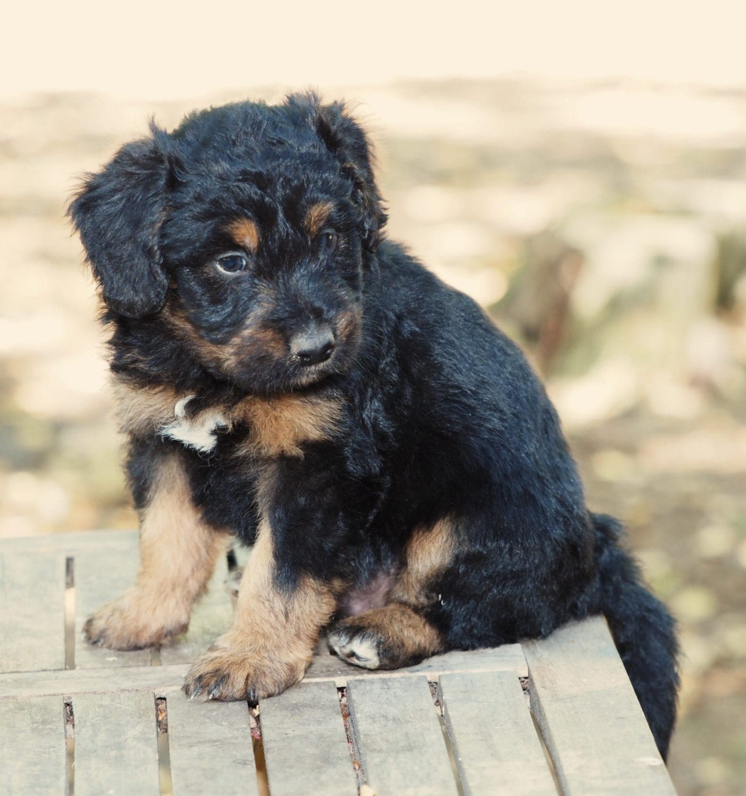 Borderdoodle, 8 tot 15 weken, Collie, Meerdere, Meerdere dieren