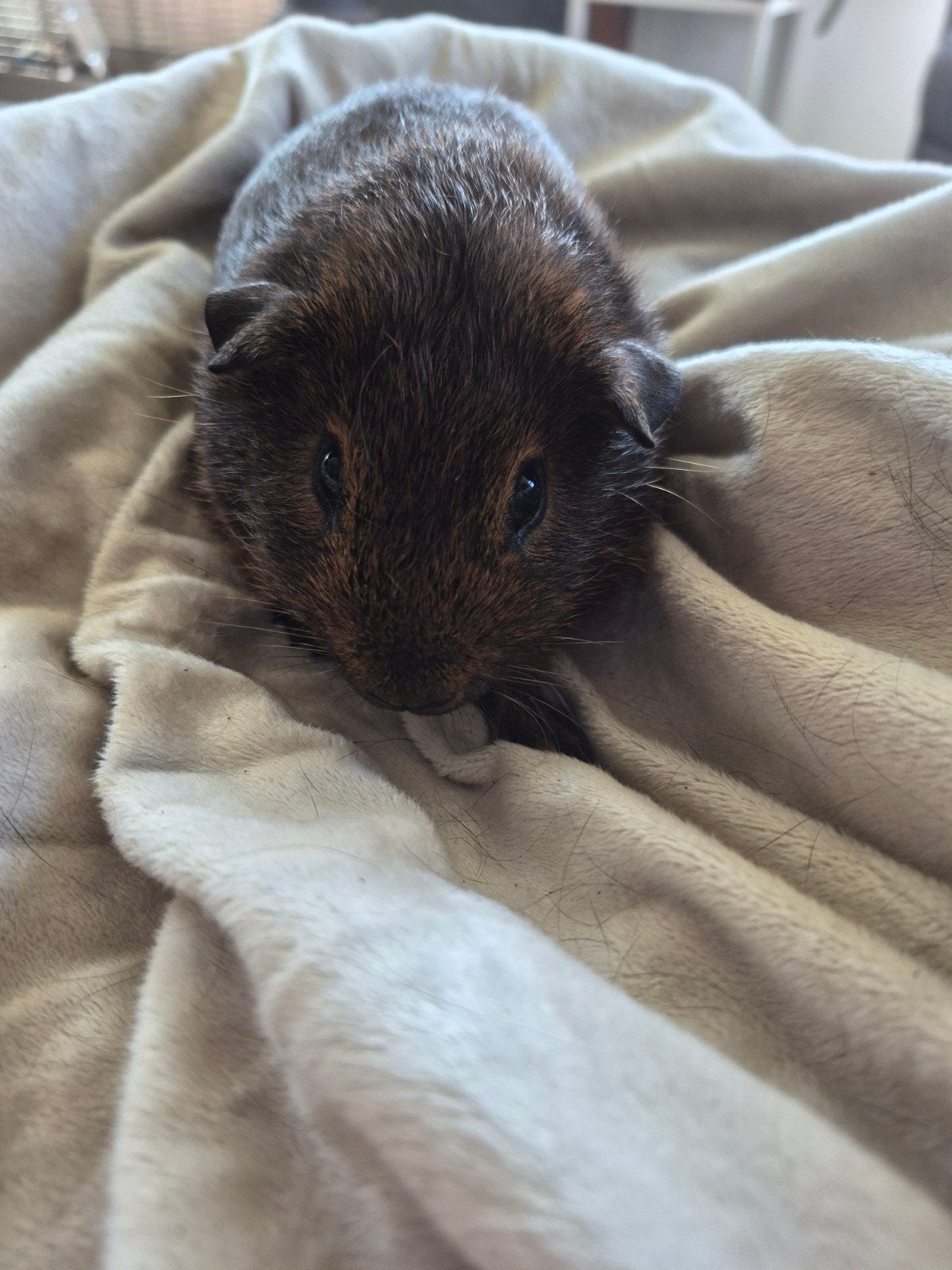 Cavia beertje te koop, Dieren en Toebehoren, Cavia, Mannelijk, Juli, Tam