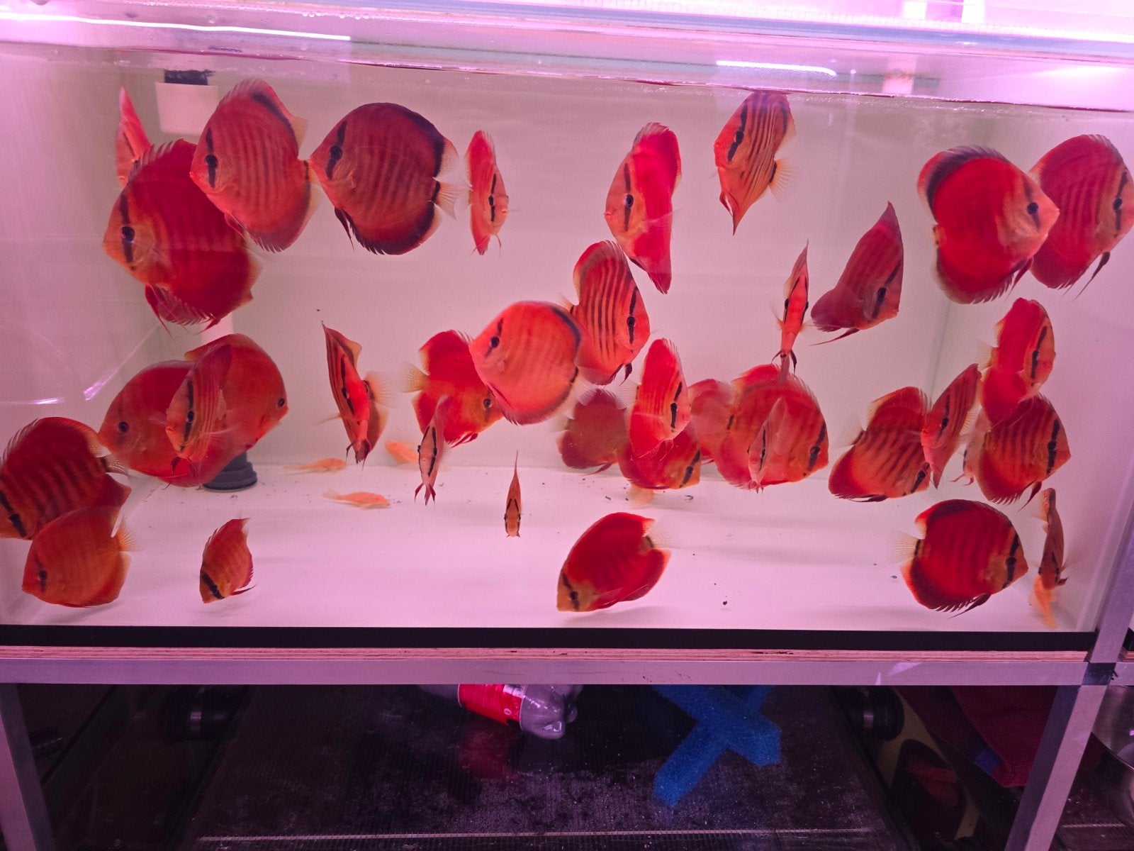 Discusvissen, Dieren en Toebehoren, Vis, Zoetwatervis, Schoolvis