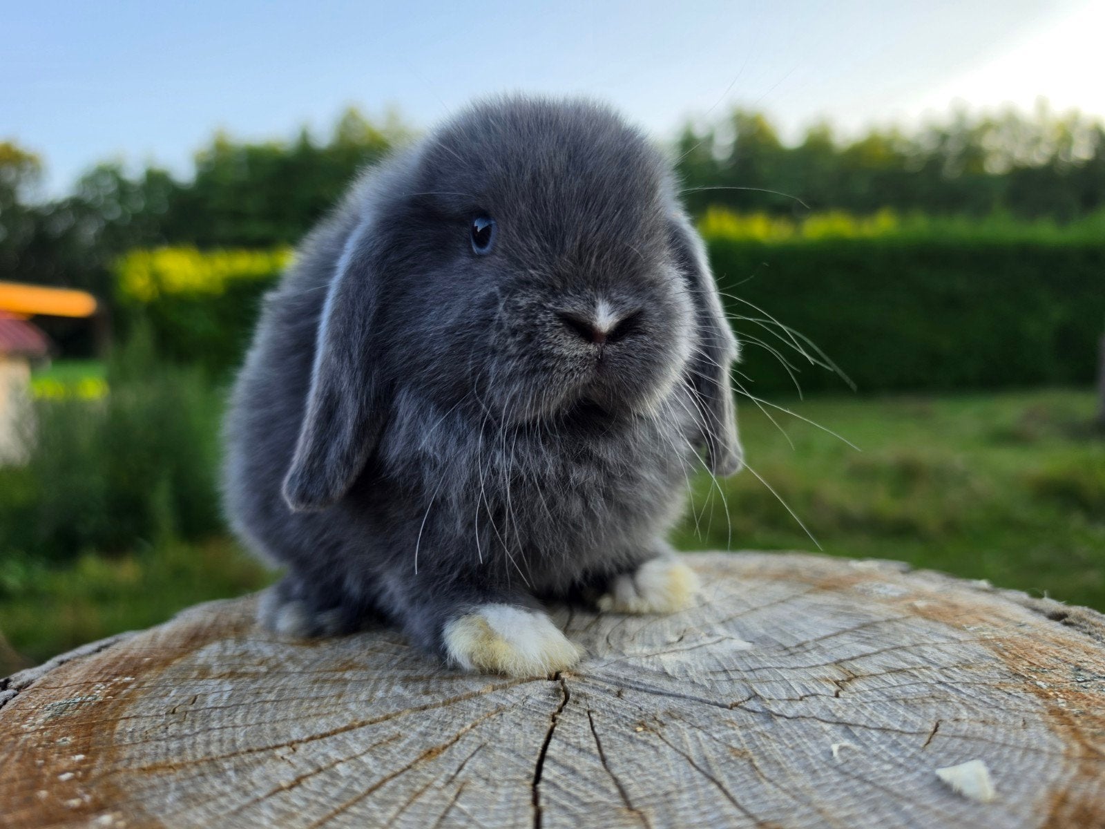 Prachtige raszuivere minilop konijntjes, Dieren en Toebehoren, Meerdere dieren, Dwerg, Hangoor, 0 tot 2 jaar