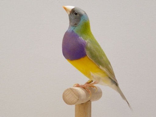 gezocht cinnamon, lutino of satinet, Dieren en Toebehoren, Vogels | Overige Vogels, Meerdere dieren, Tropenvogel, Geringd
