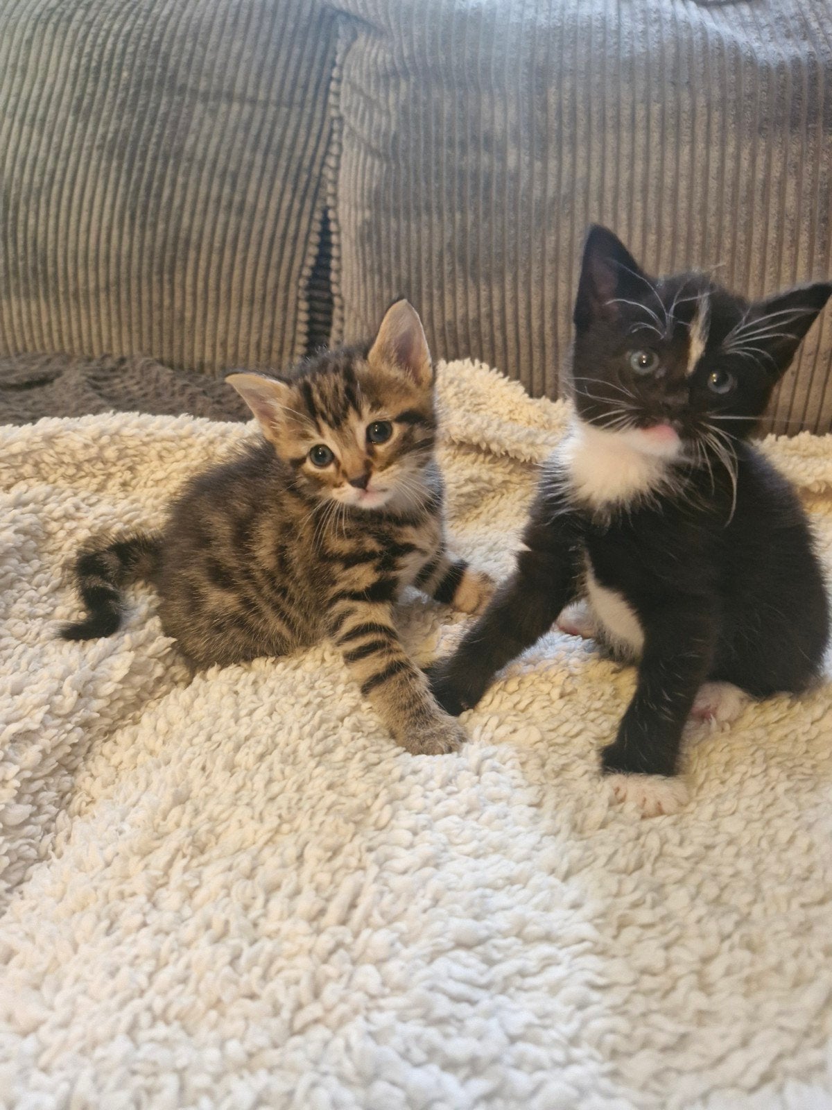 2 poesjes te koop ( bruine poesje is gereserveerd), Dieren en Toebehoren, Katten en Kittens | Overige Katten, Poes