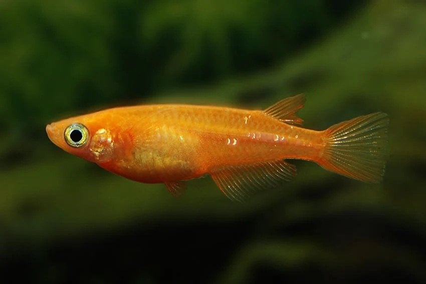 Elke week nieuwe aquariumvissen binnen!, Vis, Zoetwatervis