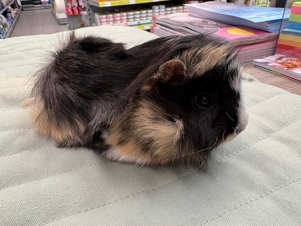 Lief caviakoppel ( zeugen), Cavia, April, Vrouwelijk, Tam