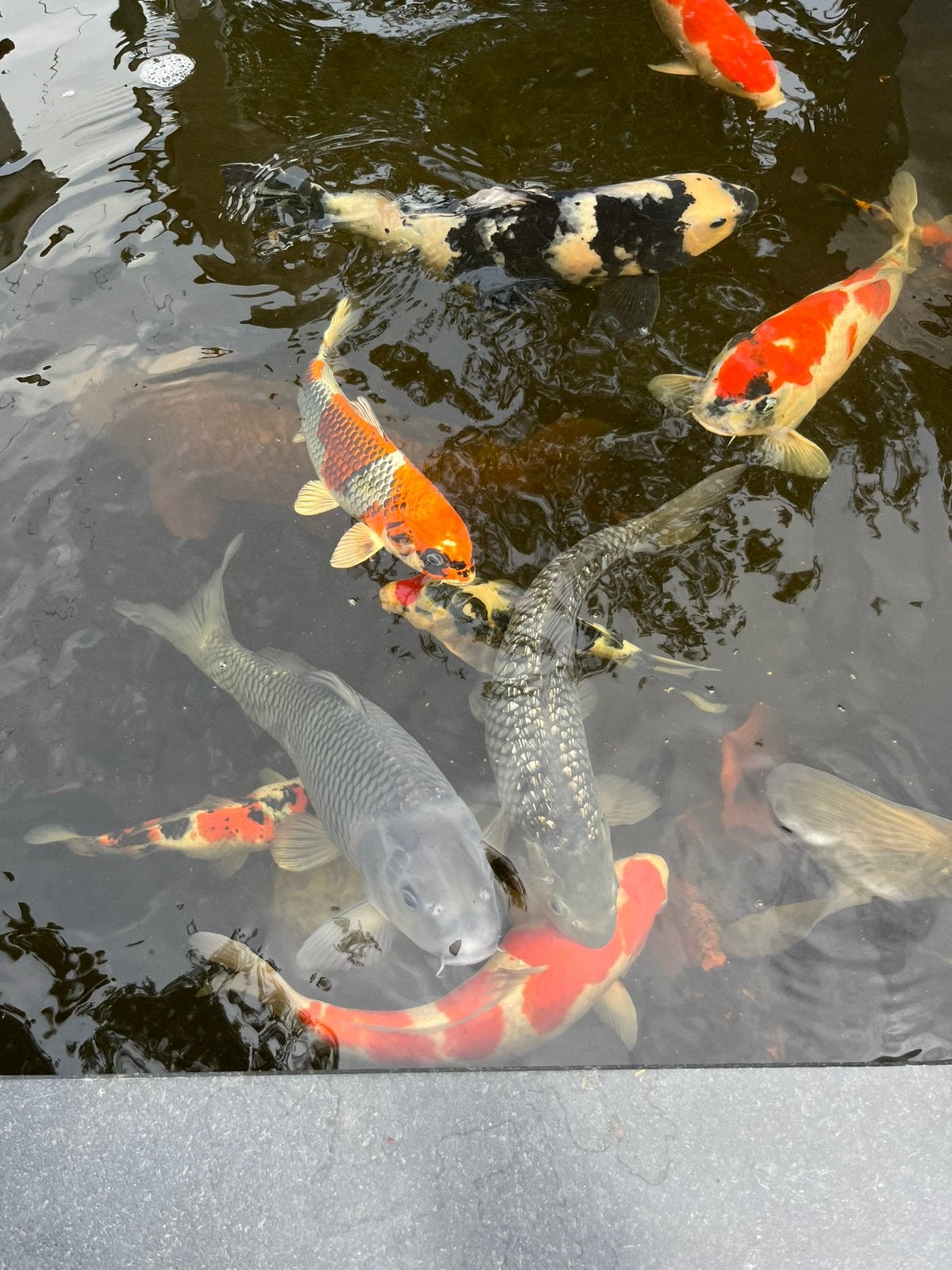 Soragoi / chagoi ginrin koi, Karper of Koi