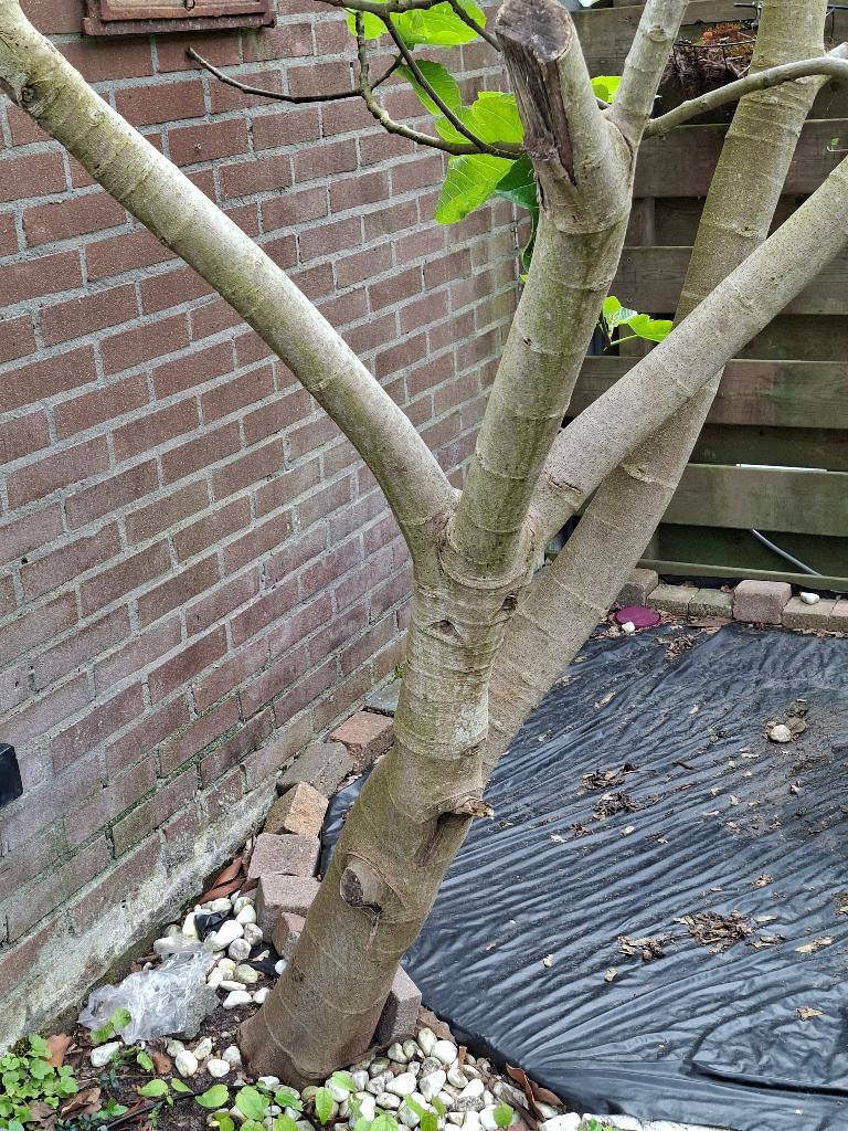 Vijgenboom, Tuin en Terras, Planten | Bomen, Bloeit niet, Overige soorten, 100 tot 250 cm, Ophalen