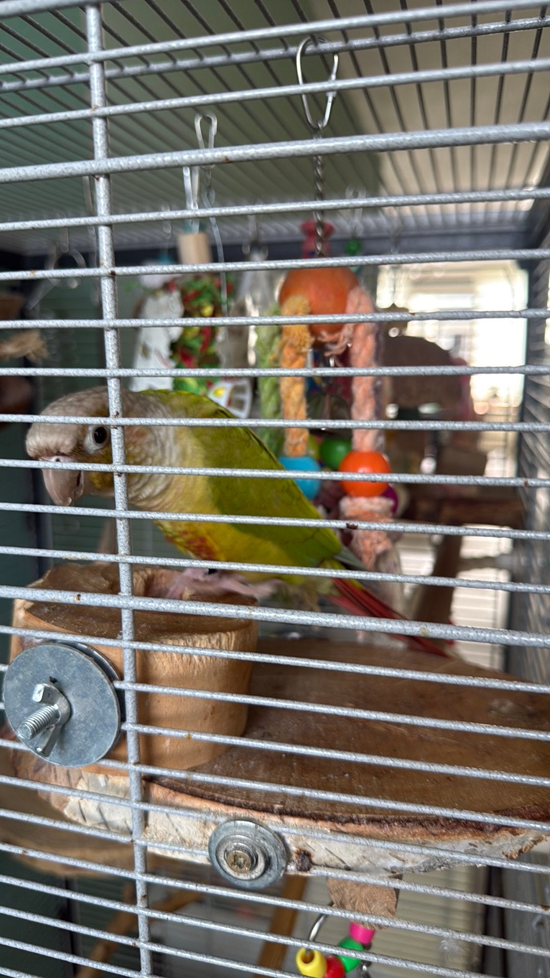 2 lieve Pyrrhuras, Dieren en Toebehoren, Vogels | Parkieten en Papegaaien, Mannelijk, Parkiet, Pratend