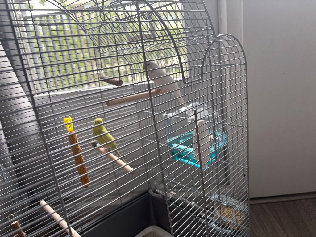 2 Parkieten met kooi ( Niet tam ), Dieren en Toebehoren, Meerdere dieren, Parkiet
