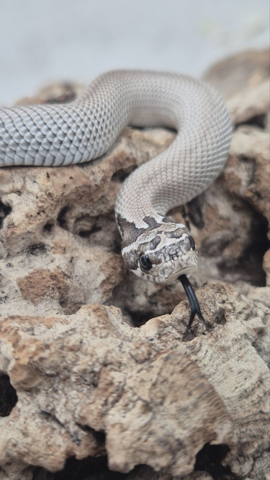Haakneusslangen uit 2026 Snow/het snow Hognose Snake photo 11