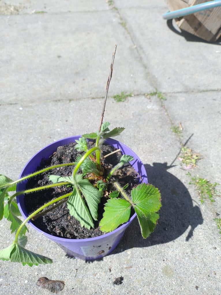 Aardbei, Ophalen, Volle zon, Vaste plant, Zomer