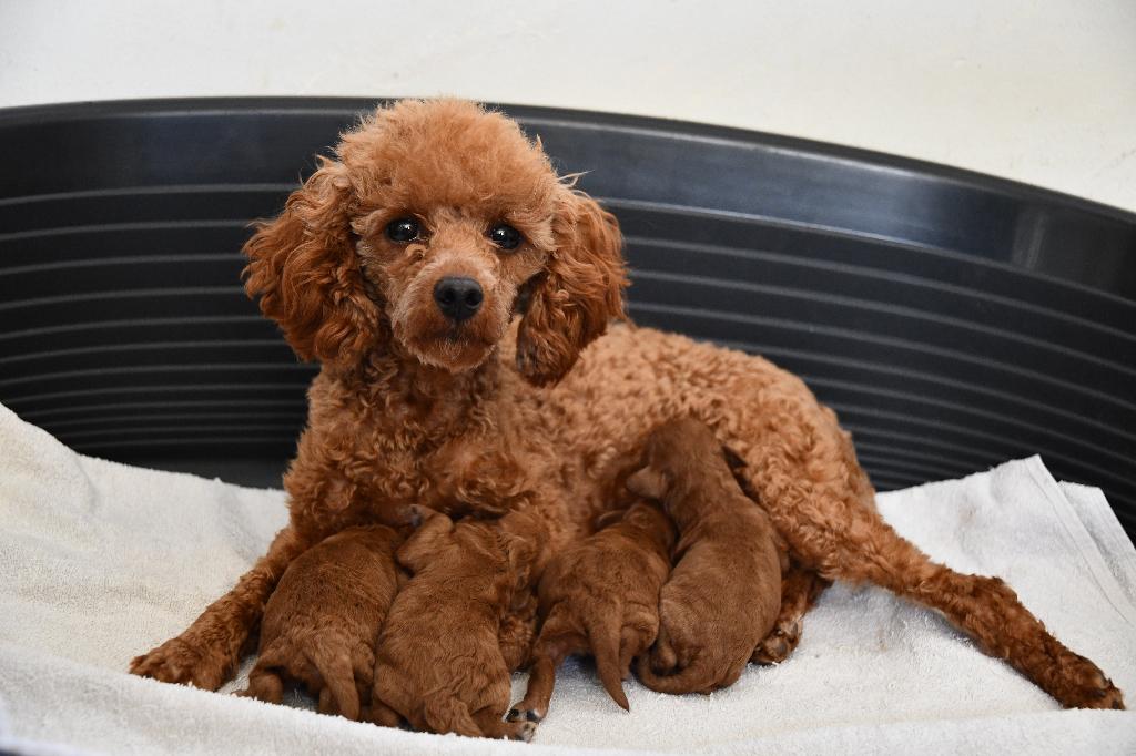 Rode Toy/dwerg poedel pups uit geteste ouders, Dieren en Toebehoren, Poedel, Parvo, Nederland, 8 tot 15 weken