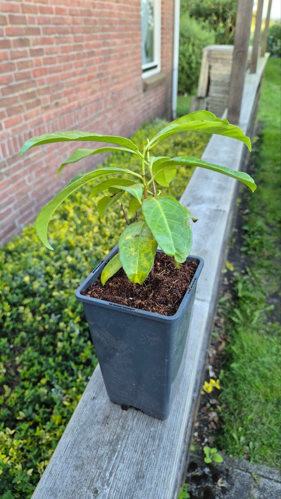 Laurier kers plant, Ophalen, Laurier, Struik, Minder dan 100 cm
