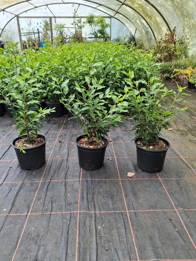 PORTUGESE LAURIER, Tuin en Terras, Planten | Struiken en Hagen, Ophalen, Laurier, Haag, Minder dan 100 cm