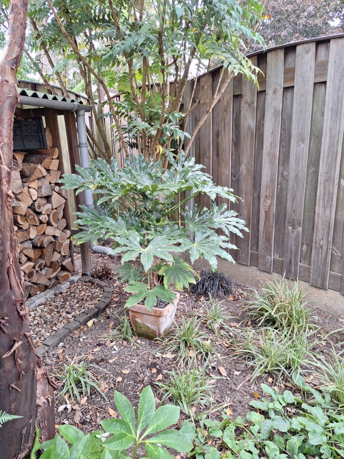 Mooie Fatsia Japonica met terracotta pot, Halfschaduw, Overige soorten, 100 tot 250 cm, Zomer