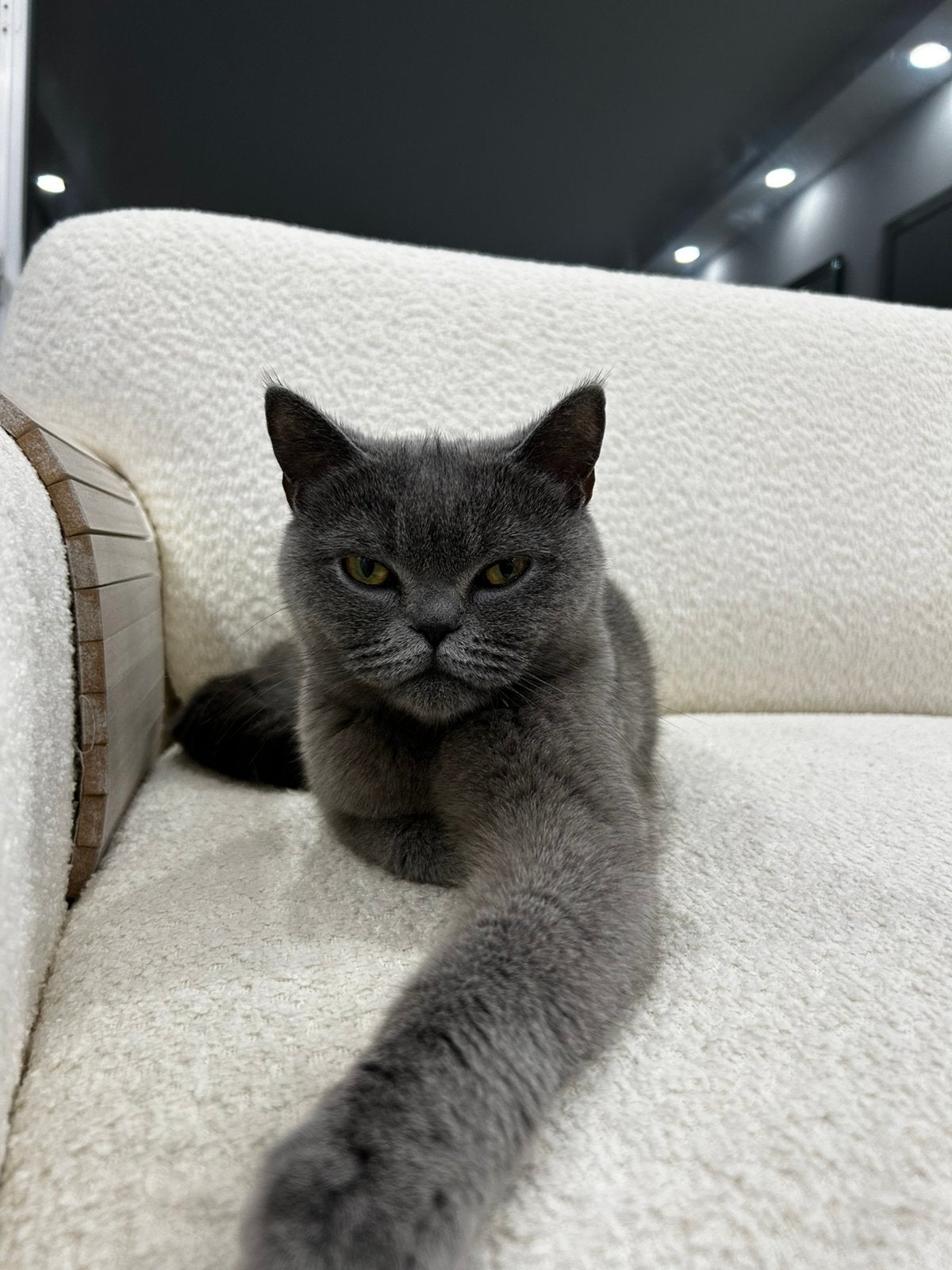 Britse korthaar zwanger, Dieren en Toebehoren, Katten en Kittens | Raskatten | Korthaar, Poes, Gechipt, 0 tot 2 jaar