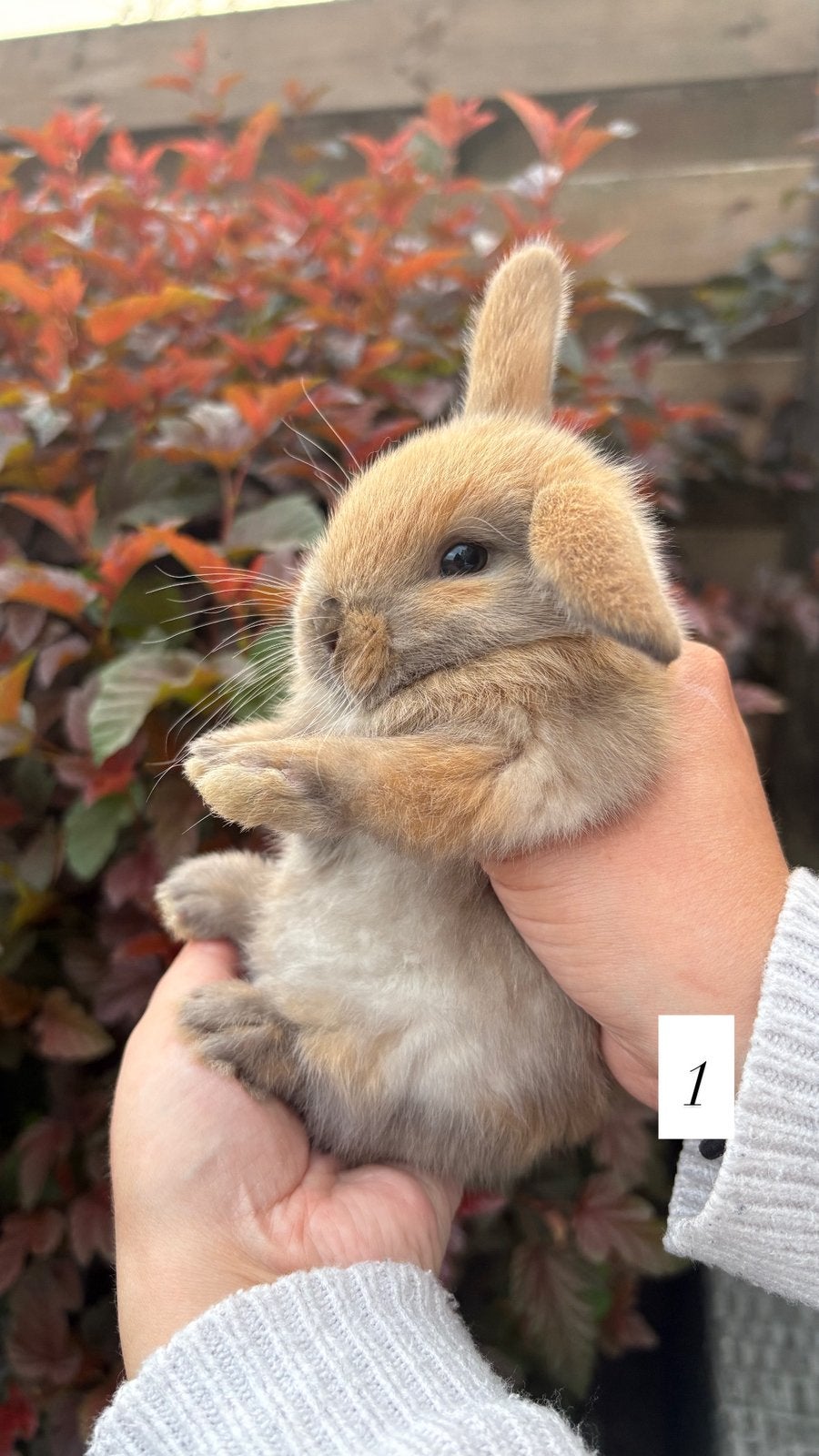 Lieve NHD konijntjes te koop, mogen over 2 weken verhuizen!, Meerdere dieren, Dwerg, Hangoor