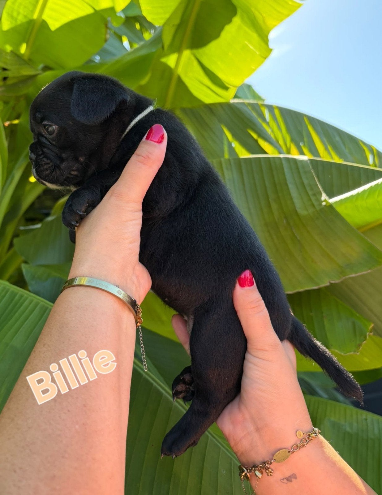 Moderne Franse Bulldog Pups (6 weken oud) en kerngezond, Dieren en Toebehoren, 8 tot 15 weken, Bulldog, Meerdere, Meerdere dieren