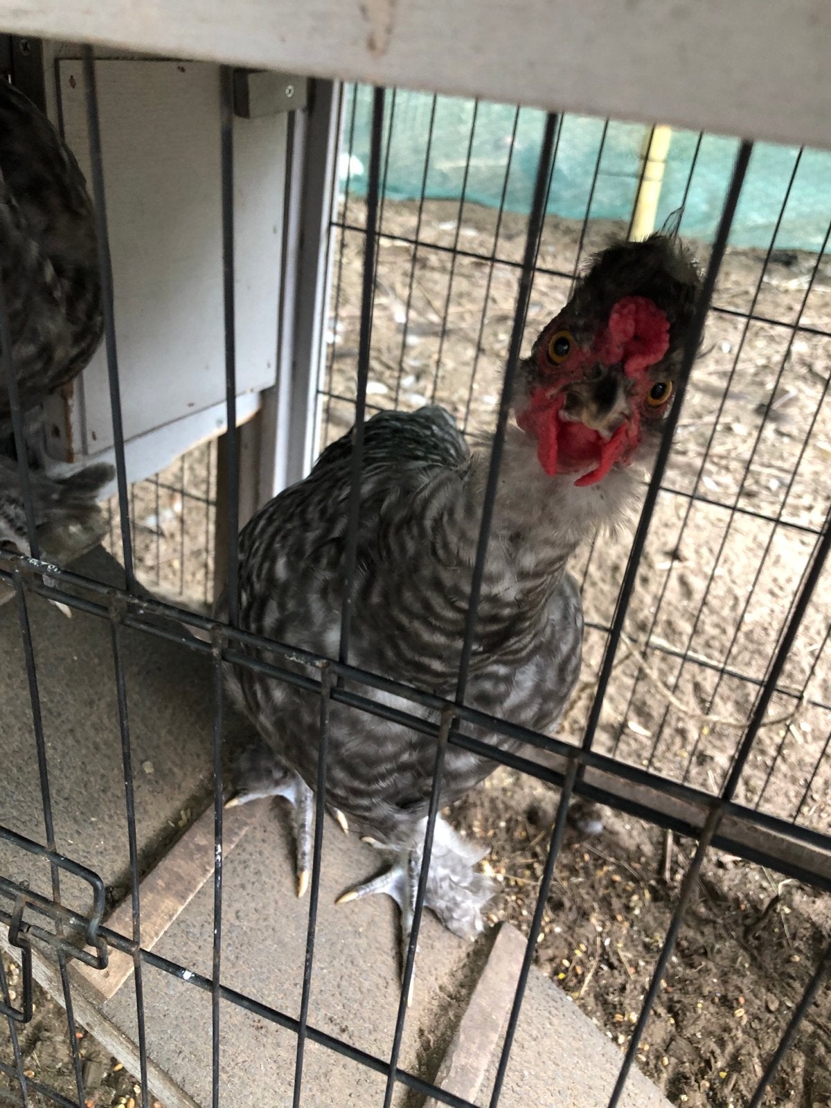 Naakthals/ zijdehoen. Kuikens vanaf 4 weken., Dieren en Toebehoren, Geslacht onbekend, Kip