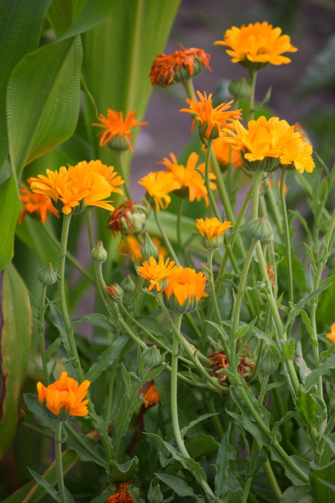 Goudsbloem, Ophalen of Verzenden, Volle zon