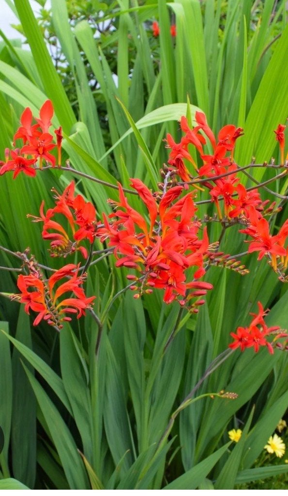 Montbretia of crocosmia, Tuin en Terras, Overige soorten, Volle zon, Vaste plant, Ophalen of Verzenden