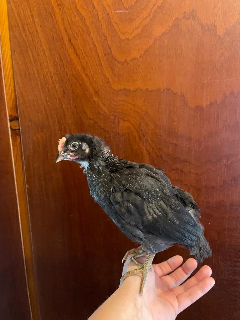 Jong haantje zoekt een nieuwe thuis, Dieren en Toebehoren, Pluimvee, Mannelijk, Kip