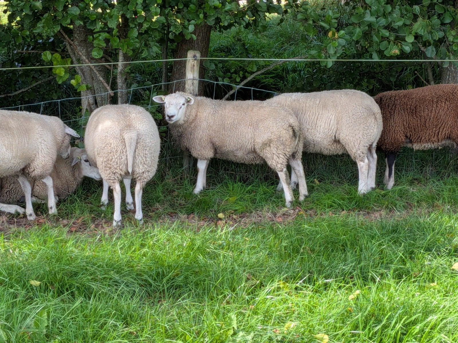 Zware Fokrammen stamboek, Mannelijk, Schaap