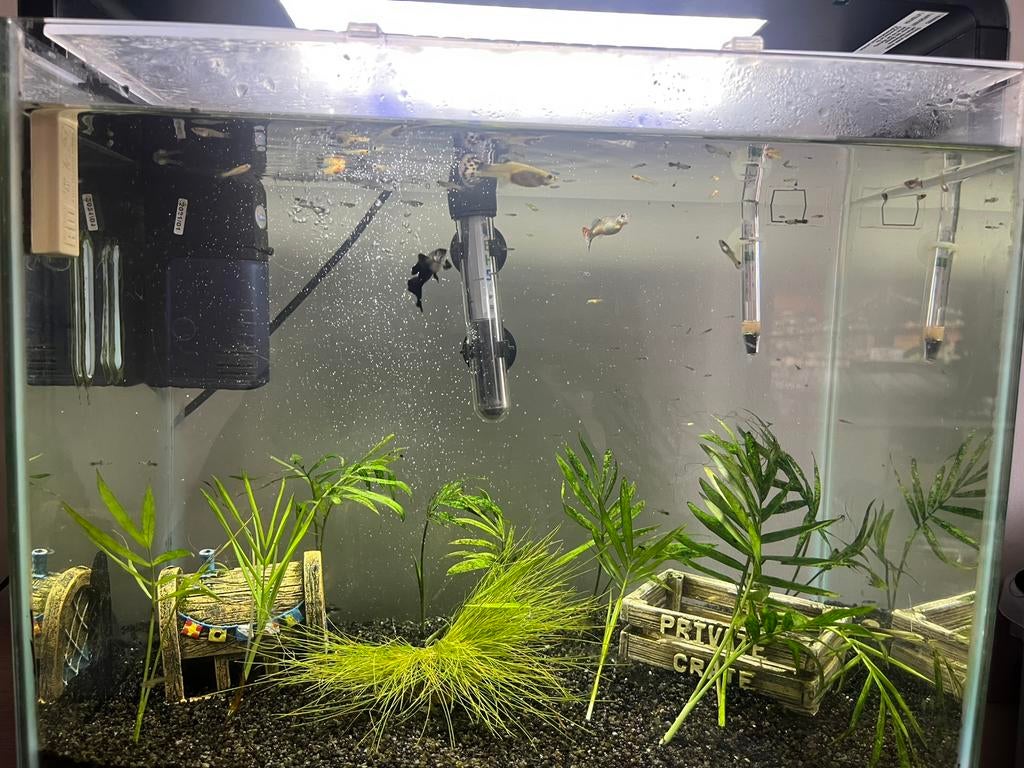 Baby guppy’s, Ophalen of Verzenden, Zo goed als nieuw