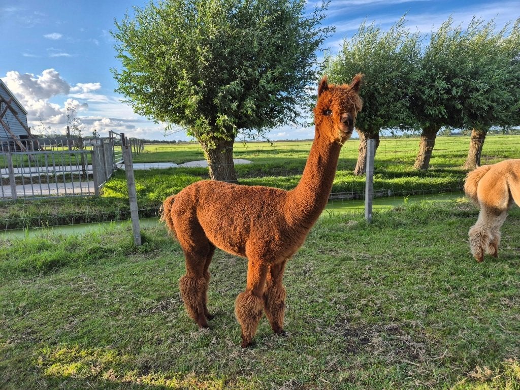 Drachtige alpaca merrie, Juni, Vrouwelijk