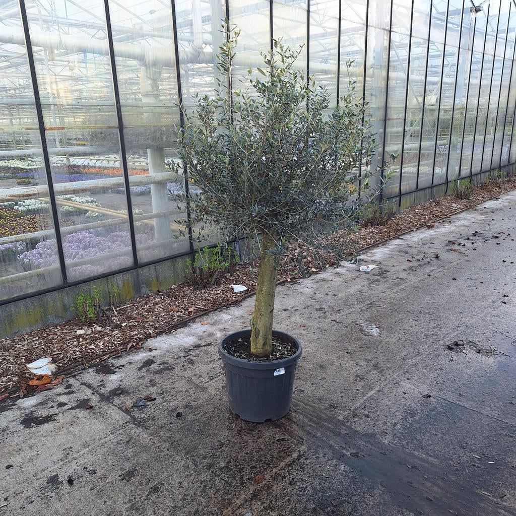 Olijven bomen, Tuin en Terras, Bloeit niet, Overige soorten, 100 tot 250 cm, Ophalen