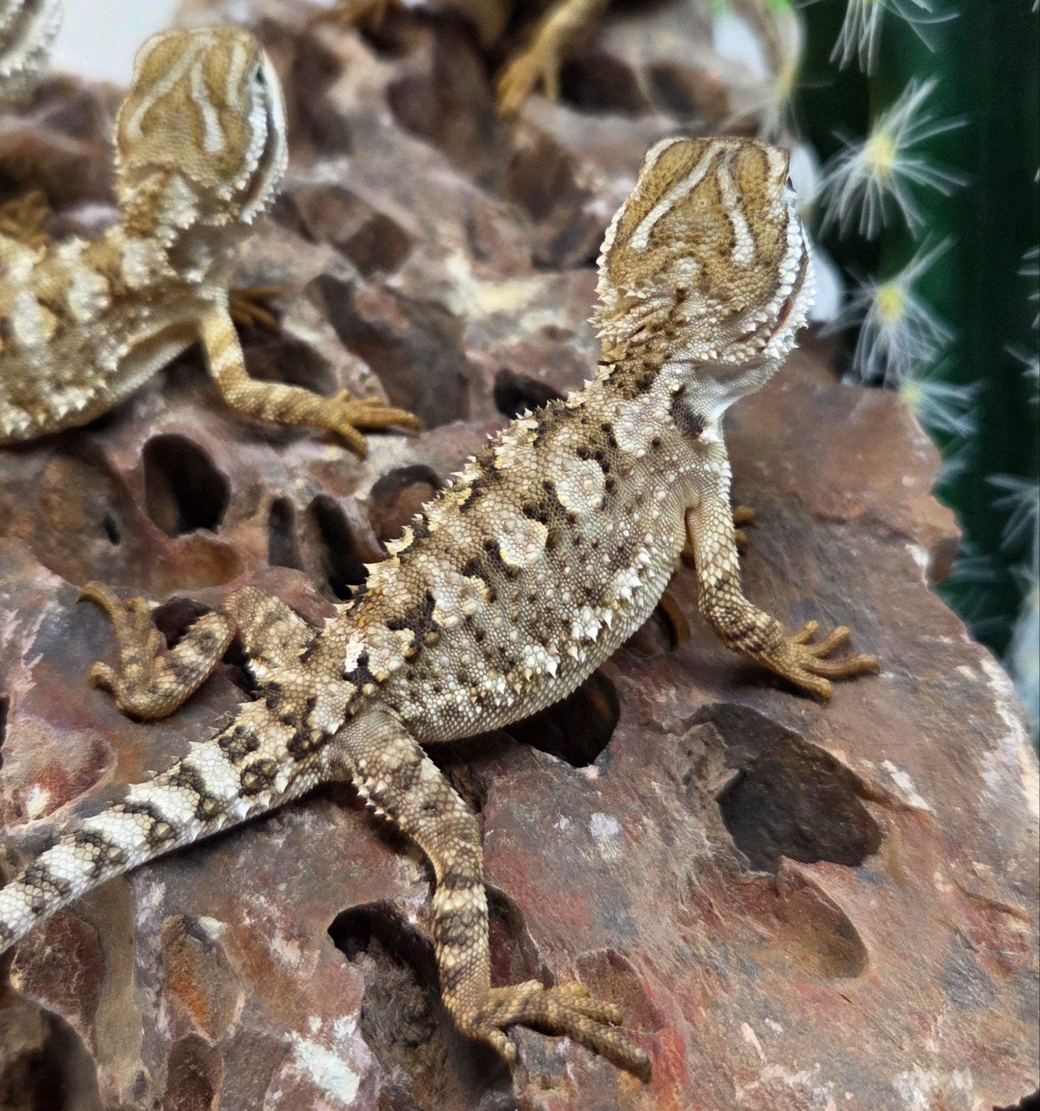 Dwerg Baardagaam 5X Bearded Dragon photo 4