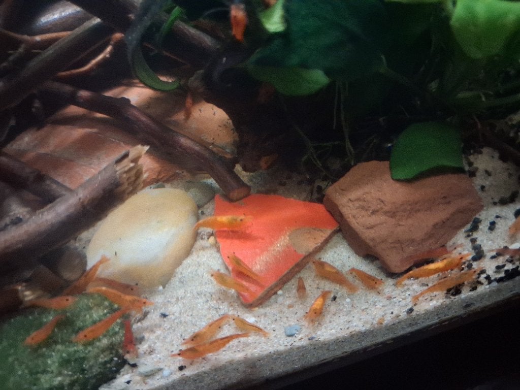Garnalen Sakura Orange, Ophalen of Verzenden, Nieuw, Overige typen, Overige merken