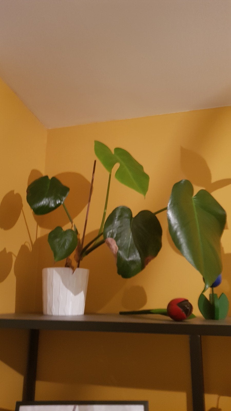 Planten, Ophalen, Halfschaduw, Minder dan 100 cm