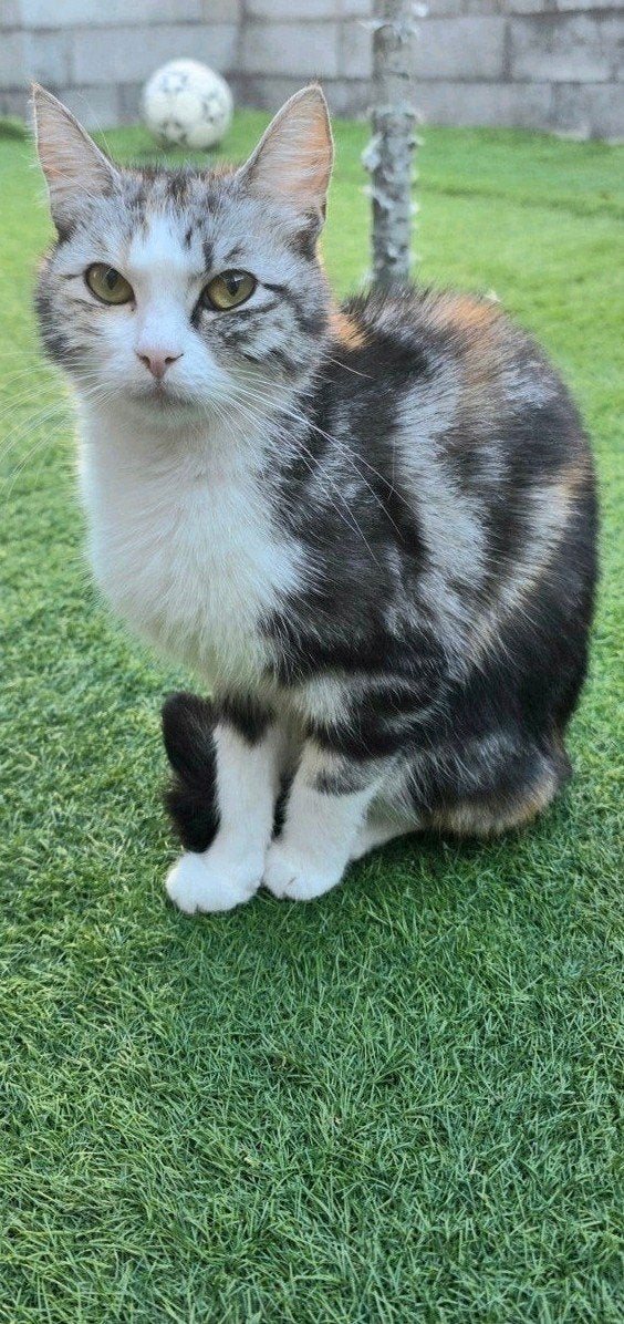 poesje  ter adoptie, Dieren en Toebehoren, Poes