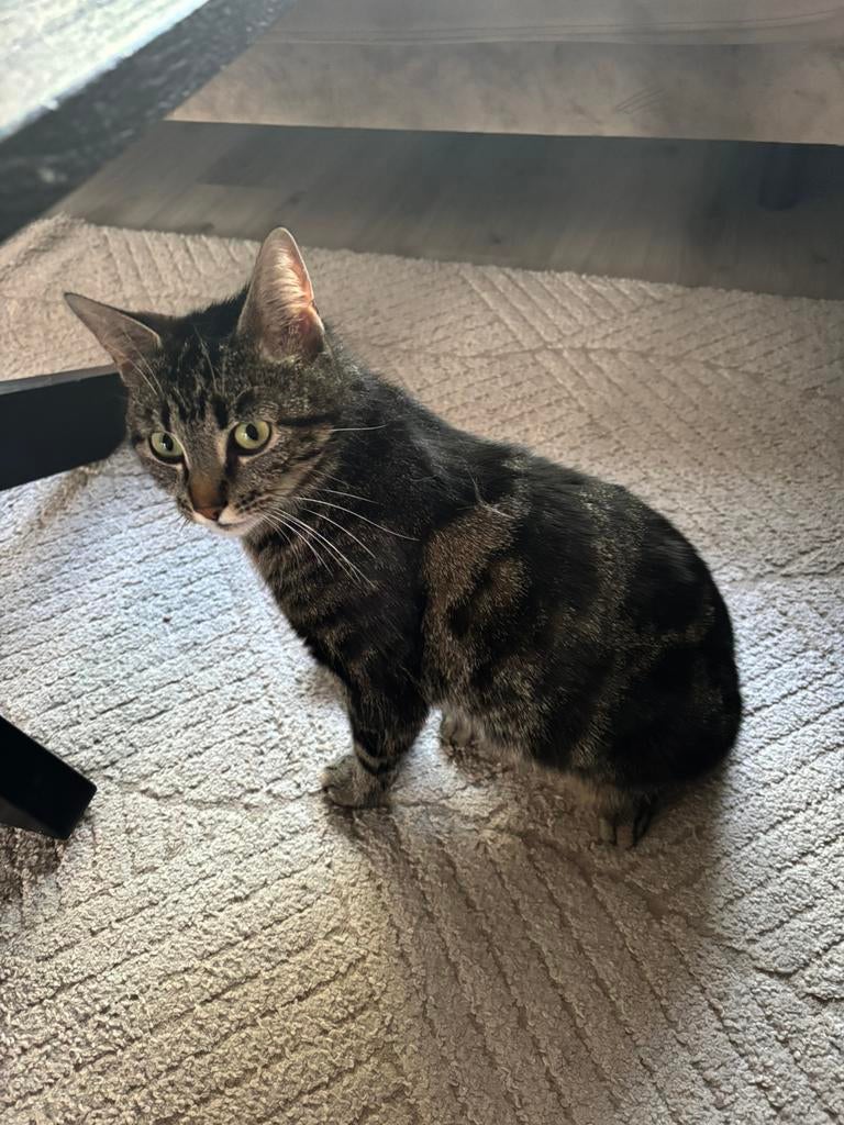 Zwart bruine poesje, Dieren en Toebehoren, Katten en Kittens | Overige Katten, Poes