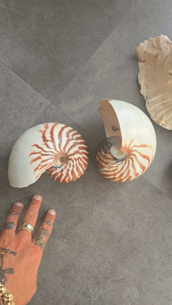 Schelpen nautilus, Ophalen of Verzenden, Schelp(en)