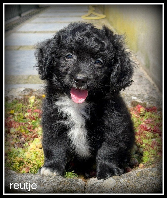 Boompoo pups. Boomer x Poedel. Mogen het nest verlaten., Poedel, Nederland, Parvo, 8 tot 15 weken