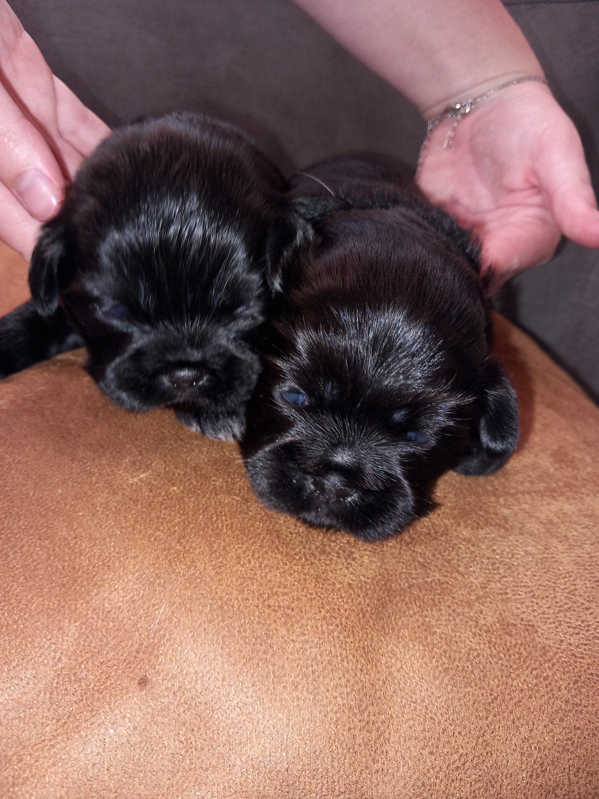 nog 2 lieve boomer pups, Overige rassen, 8 tot 15 weken, Meerdere, Meerdere dieren