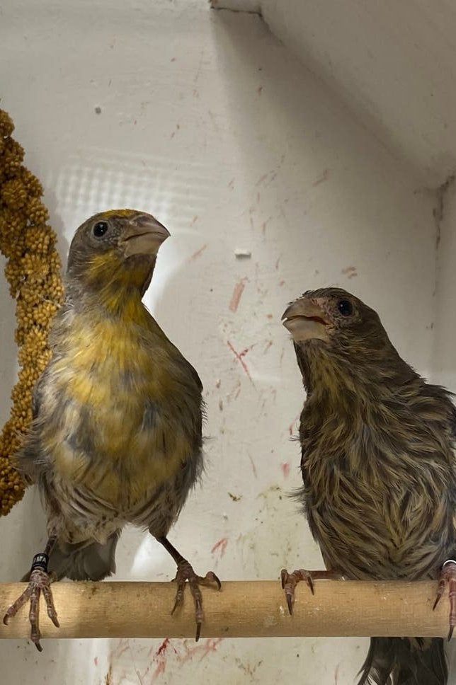 Koppel Mexicaanse ROODMUS, Meerdere dieren