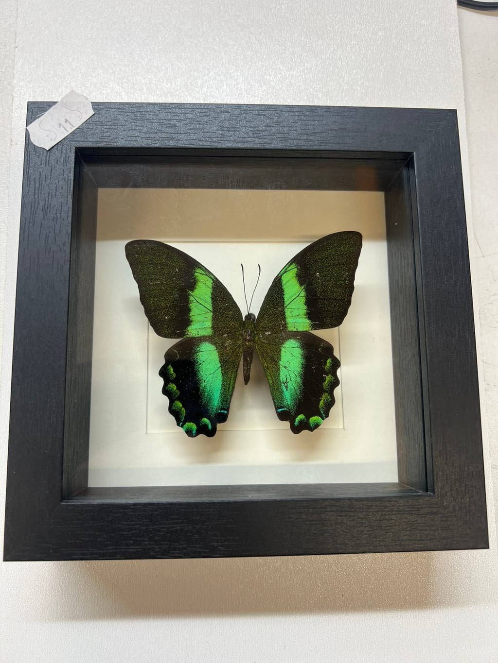 Vlinder met kleine oneffenheden, mankementen in nieuwe lijst, Ophalen of Verzenden, Nieuw, Insect, Opgezet dier