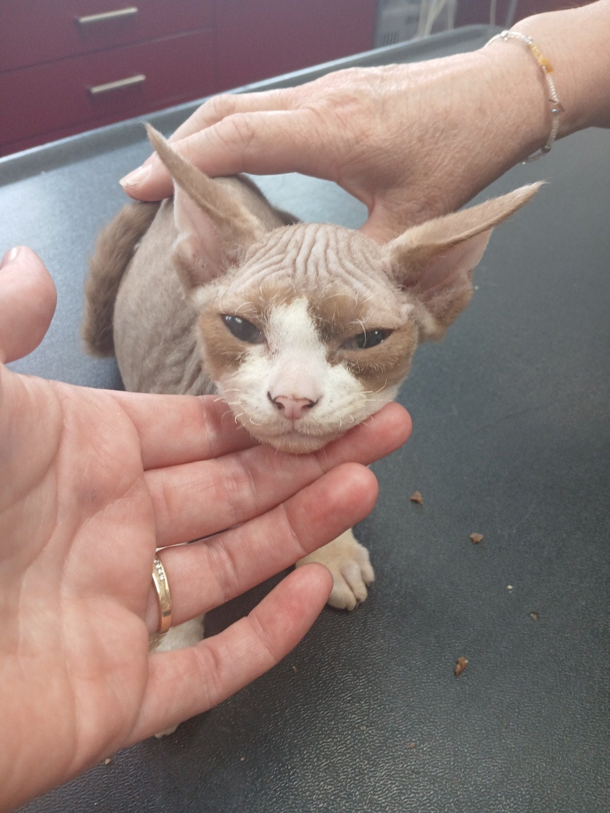 Devon Rex 🩵 Jaxx kater en 2 vaccinaties beschermd, Kater, Gechipt, 0 tot 2 jaar