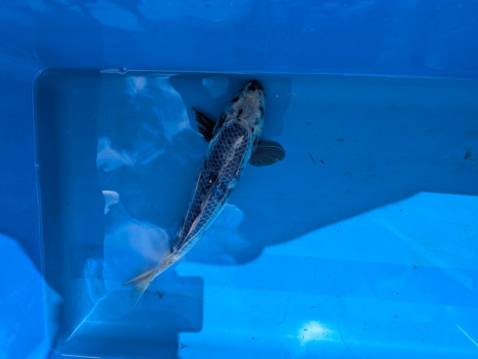 2 Japanse koi