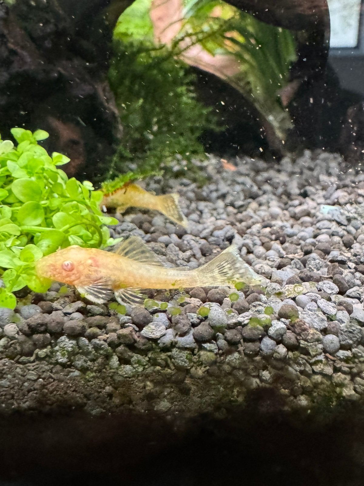 Pleco Algeneter Albino, Vis, Zoetwatervis