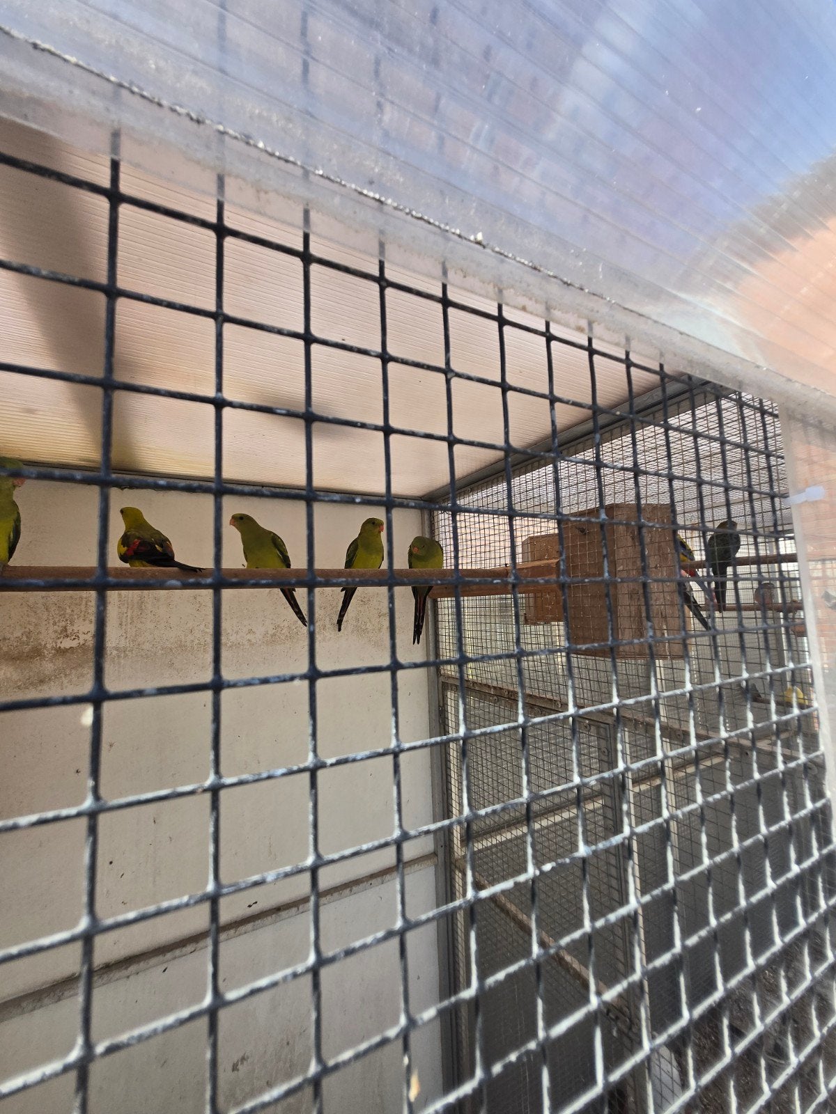 Jonge bergparkieten, Dieren en Toebehoren, Meerdere dieren, Parkiet