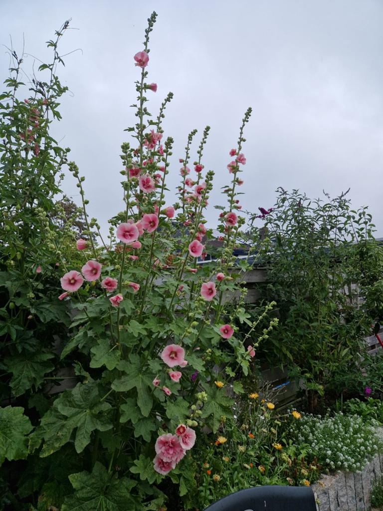 Oud Roze Stokroos Zaden - 50 Stuks, Ophalen of Verzenden