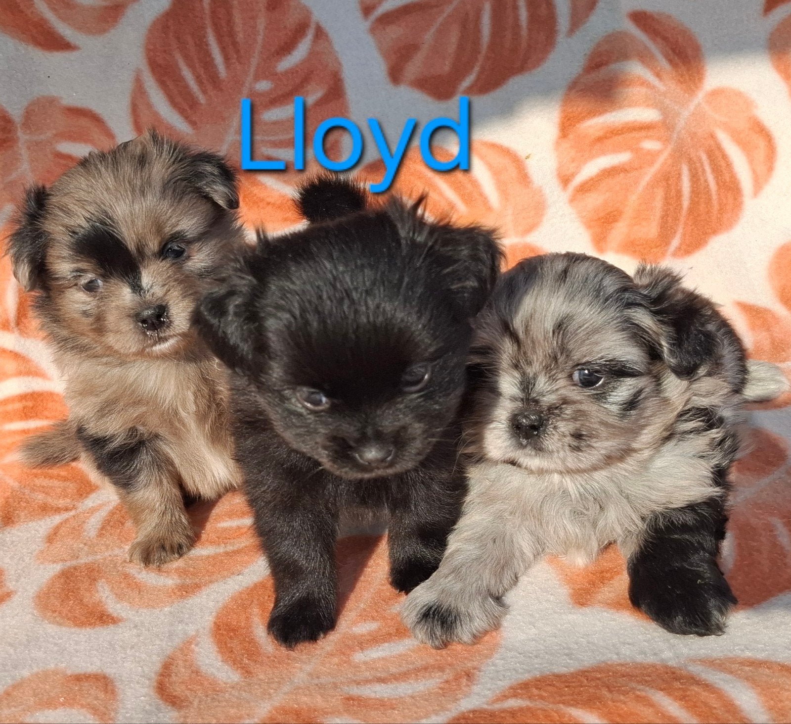 prachtige unieke Shiranian (F1) pups (Shih Tzu x Pomeriaan), Dieren en Toebehoren, Overige rassen, 8 tot 15 weken, Meerdere, Meerdere dieren