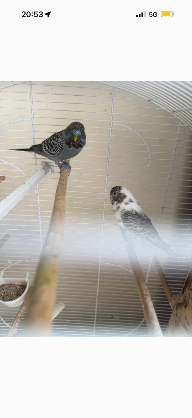 Koppel blackface grasparkieten, Dieren en Toebehoren, Meerdere dieren, Parkiet