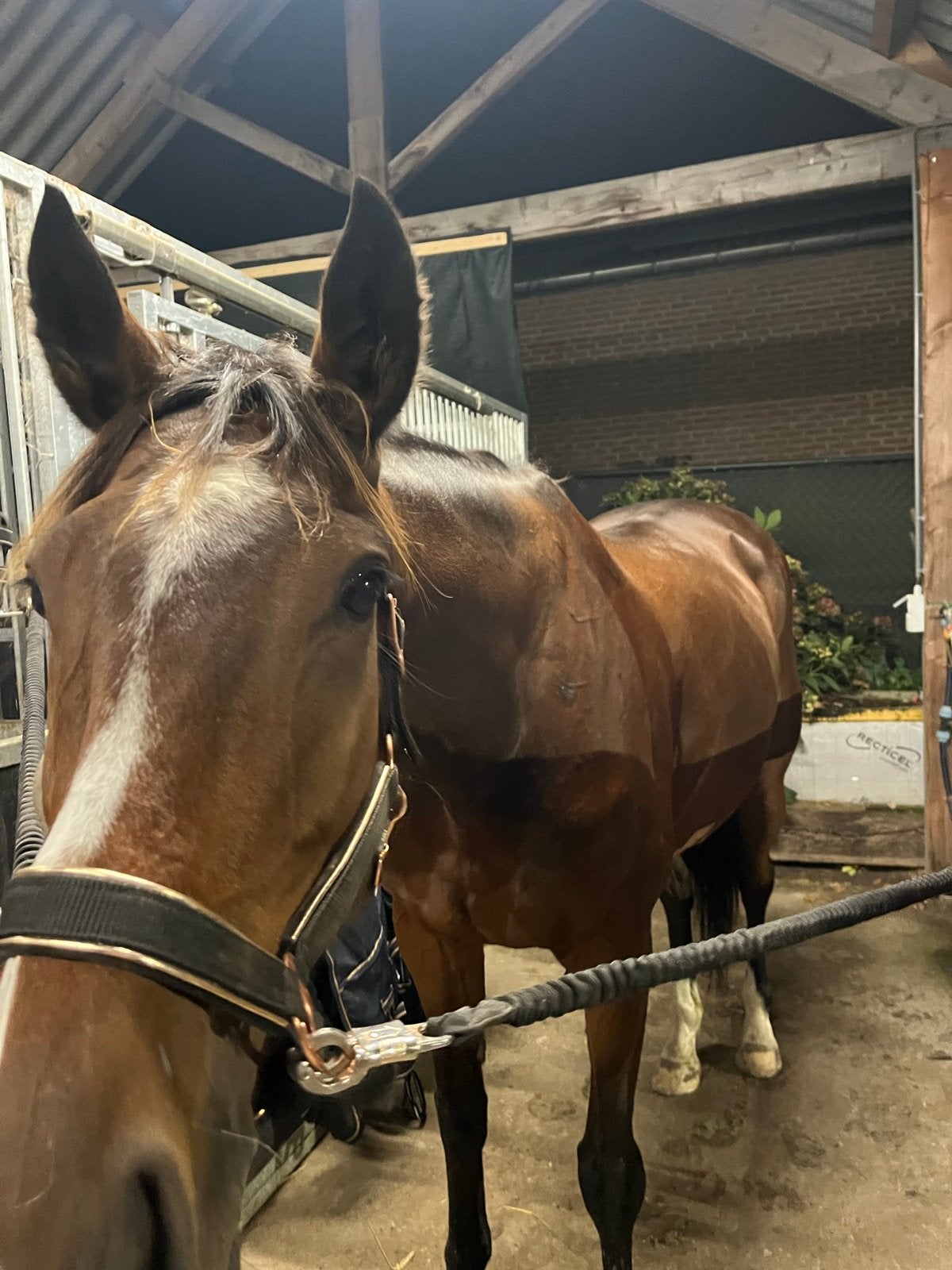 Te koop lief 6 jarig paard, Merrie, 3 tot 6 jaar, 160 tot 165 cm, Met stamboom